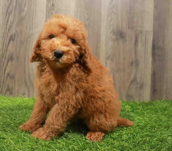 Mini Goldendoodle Puppy